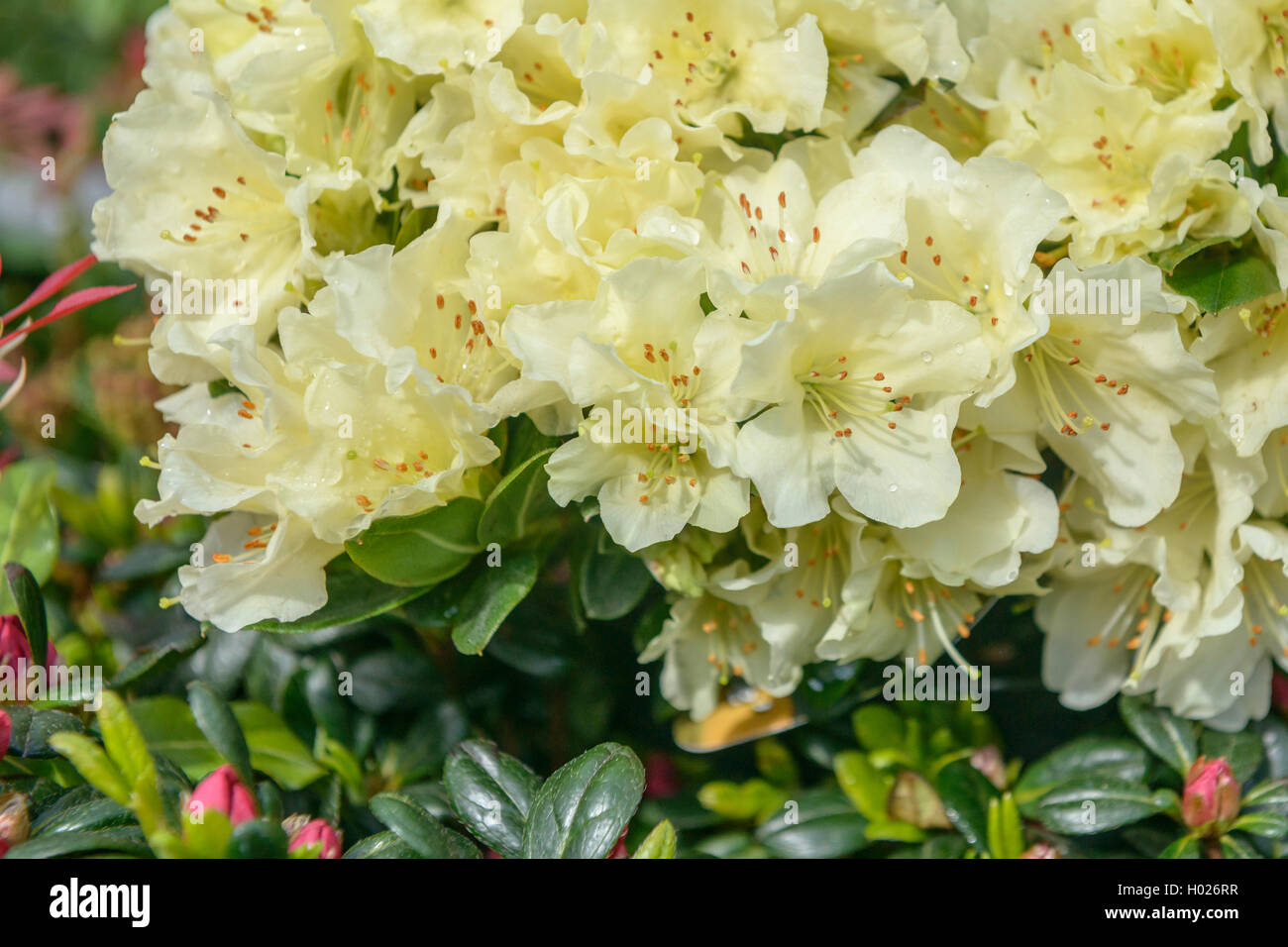 Le rhododendron (Rhododendron Keisuke keiskei 'Patty Bee', Rhododendron keiskei Patty Bee), le cultivar Patty Bee Banque D'Images Le rhododendron (Rhododendron Keisuke keiskei 'Patty Bee', Rhododendron keiskei Patty Bee), le cultivar Patty Bee Banque D'Images
