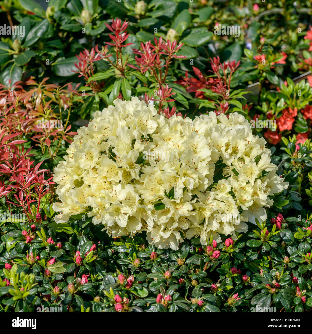 Le rhododendron (Rhododendron Keisuke keiskei 'Patty Bee', Rhododendron keiskei Patty Bee), le cultivar Patty Bee Banque D'Images