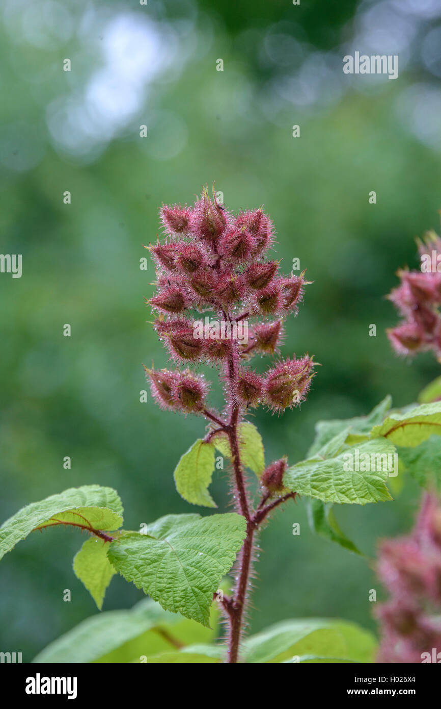 Vin de framboise, wineberry (Rubus phoenicolasius), inflorescence Banque D'Images