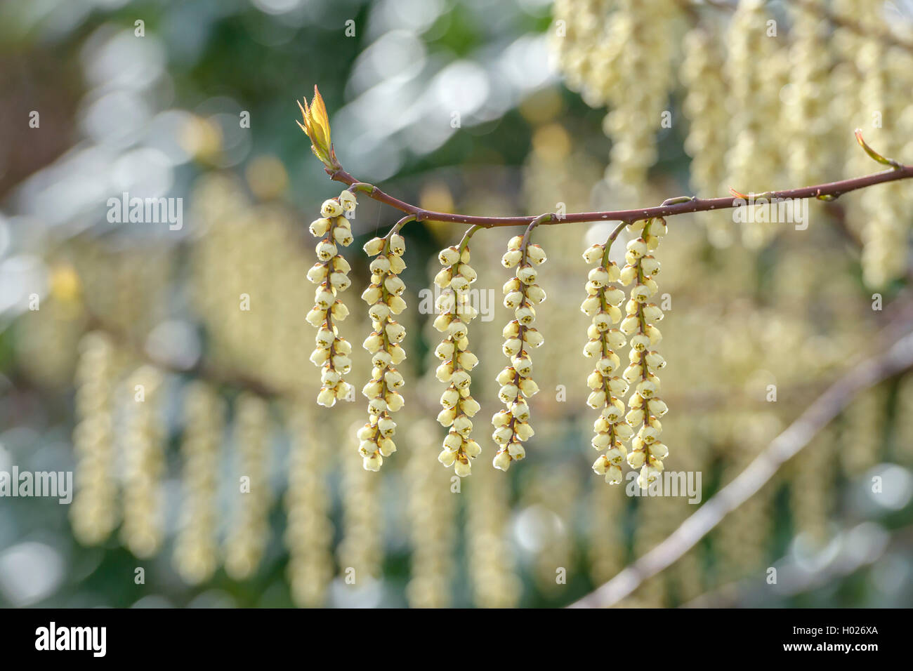 Le Jeune dracodard, Kibusi Stachyurus praecox), (direction générale en fleurs Banque D'Images