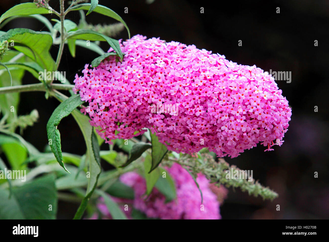 Arbre aux papillons, papillon violet lilas d'été, bush, bush, de papillon orange eye (Buddleja davidii, Buddleia davidii), blooming, Allemagne Banque D'Images