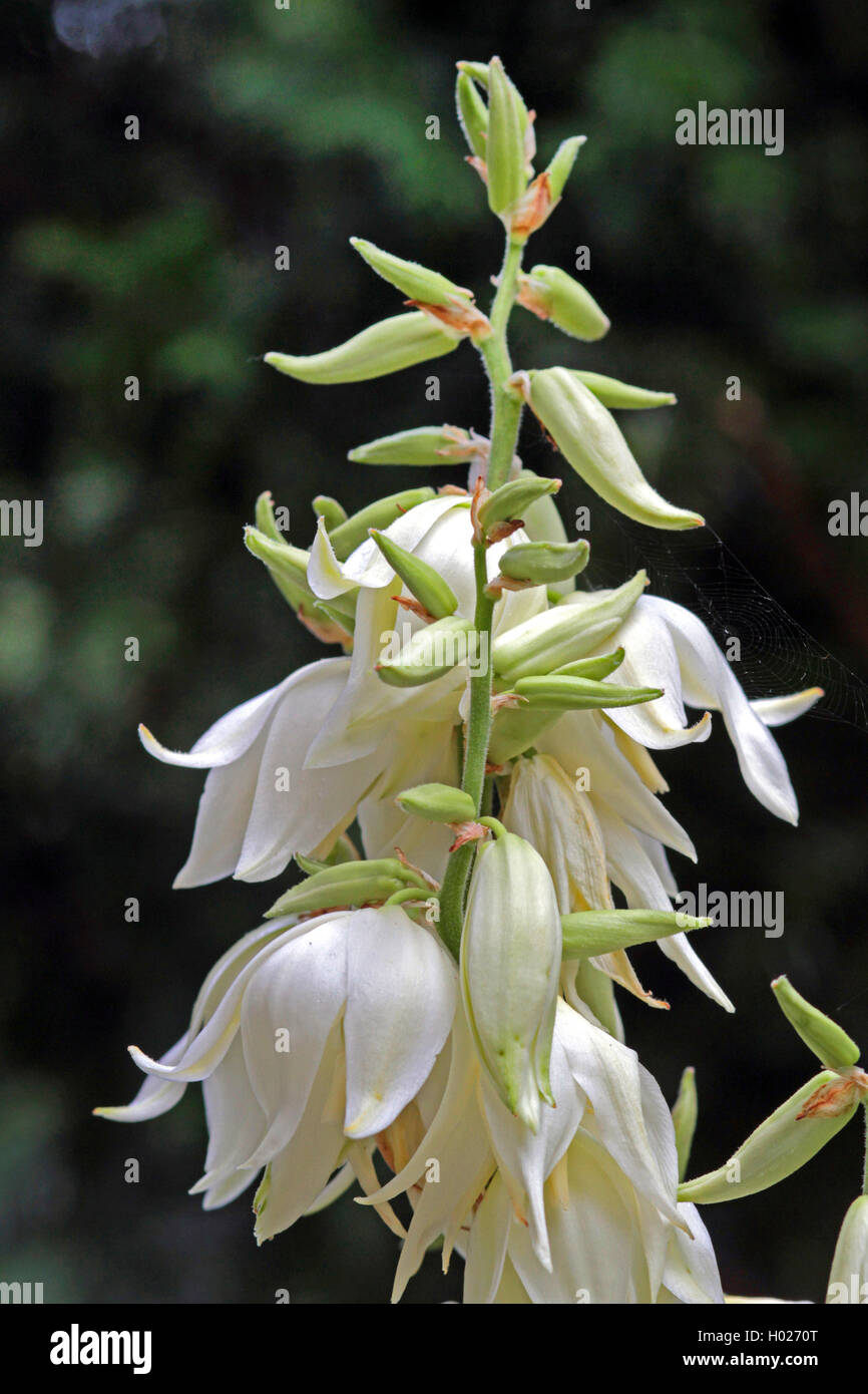 Aiguille d'Adam, la faiblesse des feuilles du yucca (Yucca filamentosa), inflorescence Banque D'Images