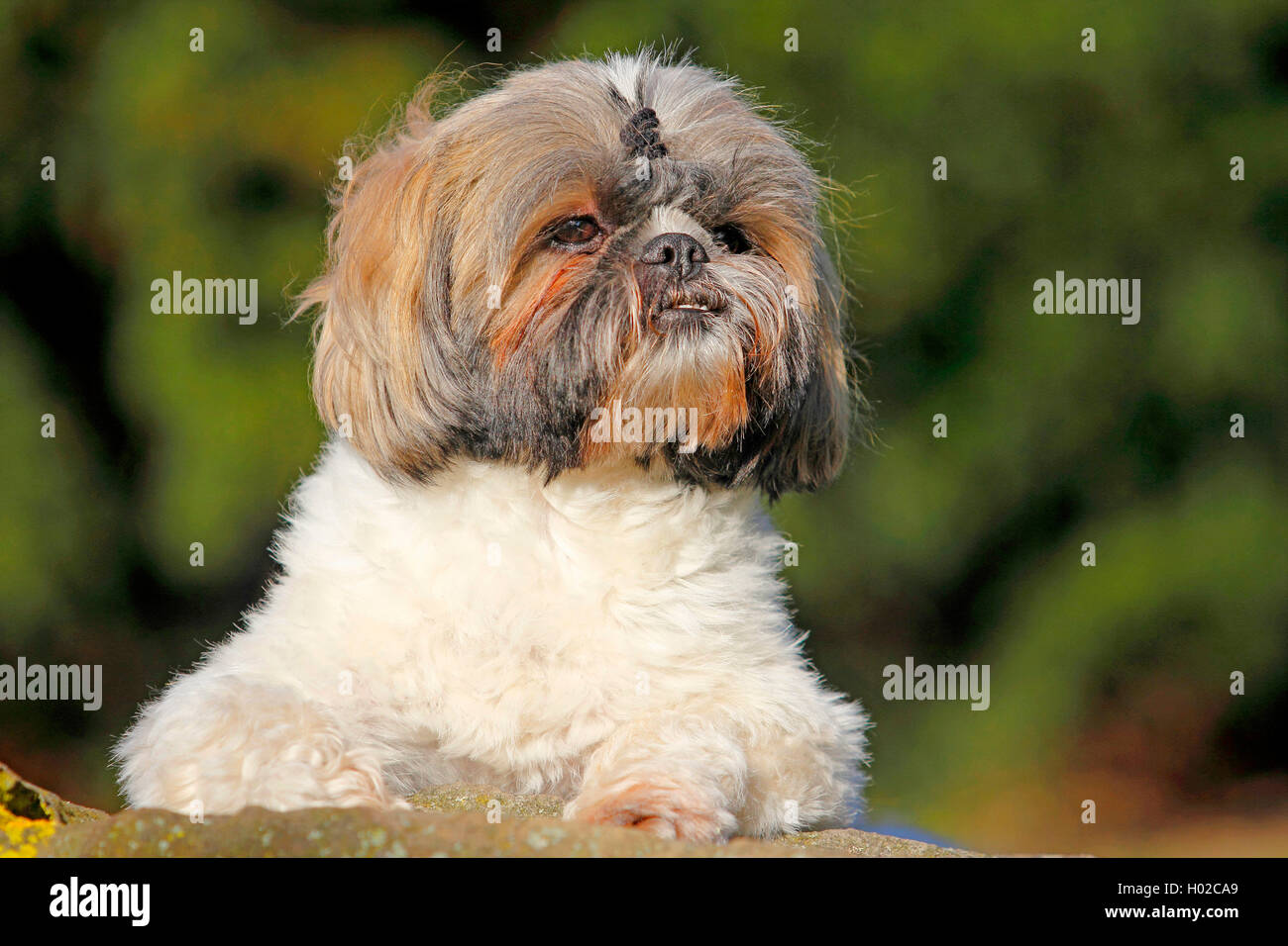 Shih Tzu (Canis lupus f. familiaris), deux ans homme chien sur un mur , Allemagne Banque D'Images