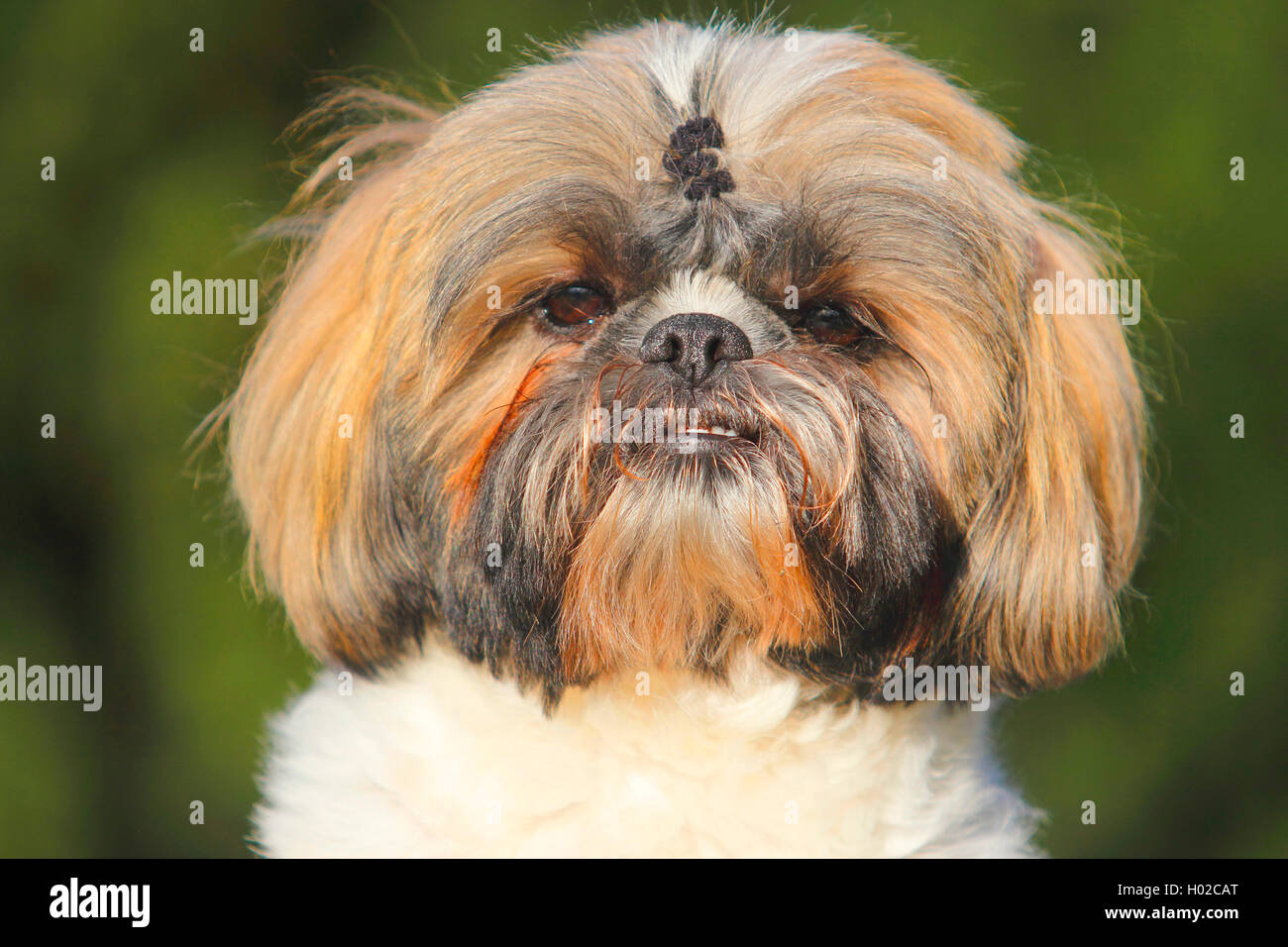 Shih Tzu (Canis lupus f. familiaris), deux ans homme chien, portrait, Allemagne Banque D'Images