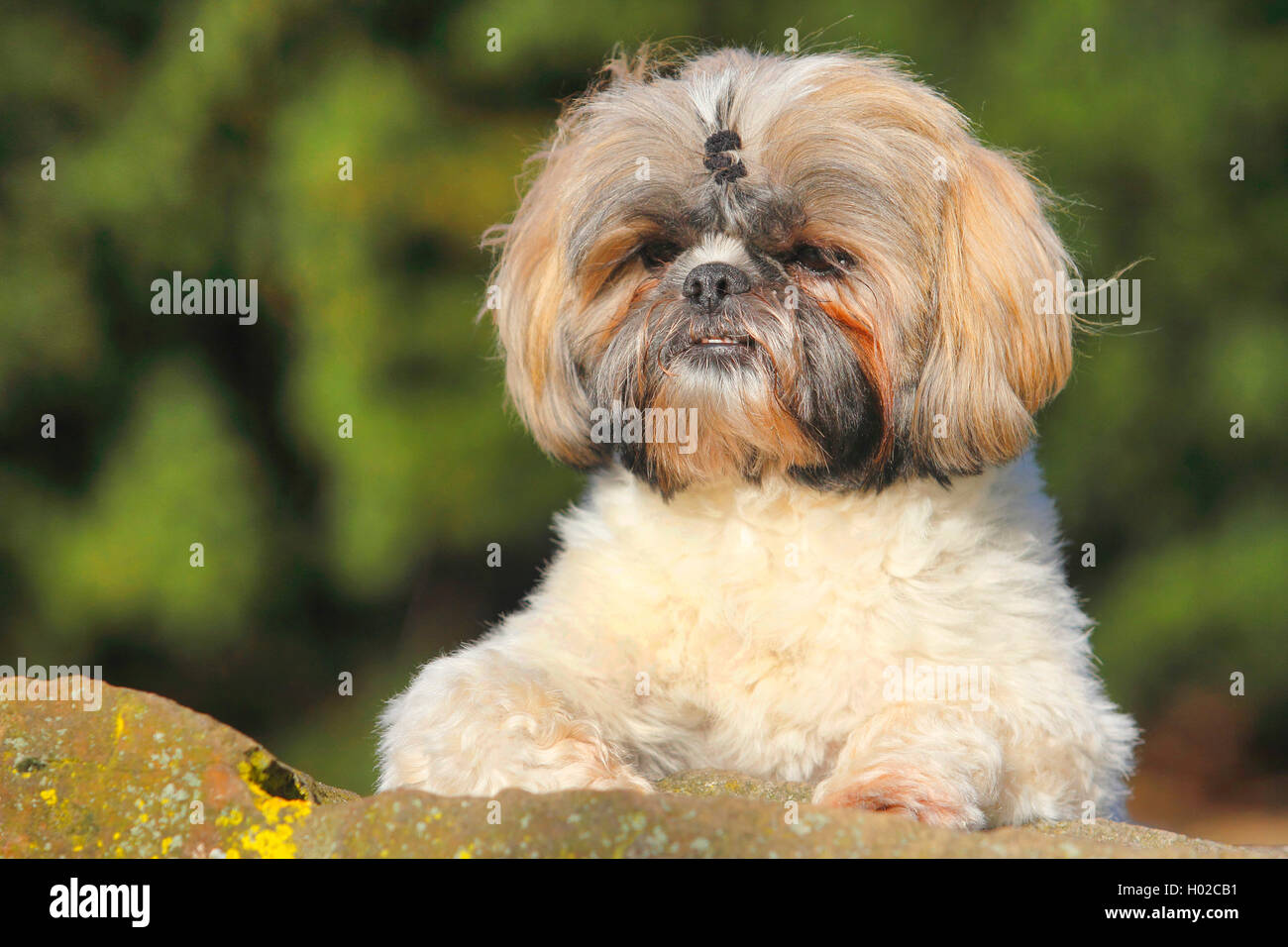 Shih Tzu (Canis lupus f. familiaris), deux ans homme chien sur un mur, Allemagne Banque D'Images