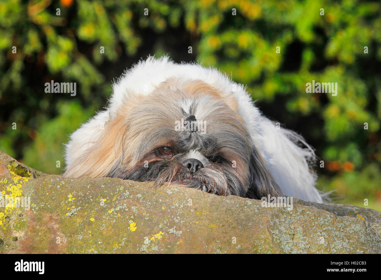 Shih Tzu (Canis lupus f. familiaris), deux ans homme chien sur un mur, Allemagne Banque D'Images