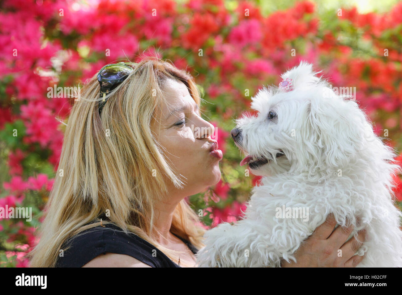 Les maltais (Canis lupus f. familiaris), blond, avec 7 ans maltais, Allemagne Banque D'Images