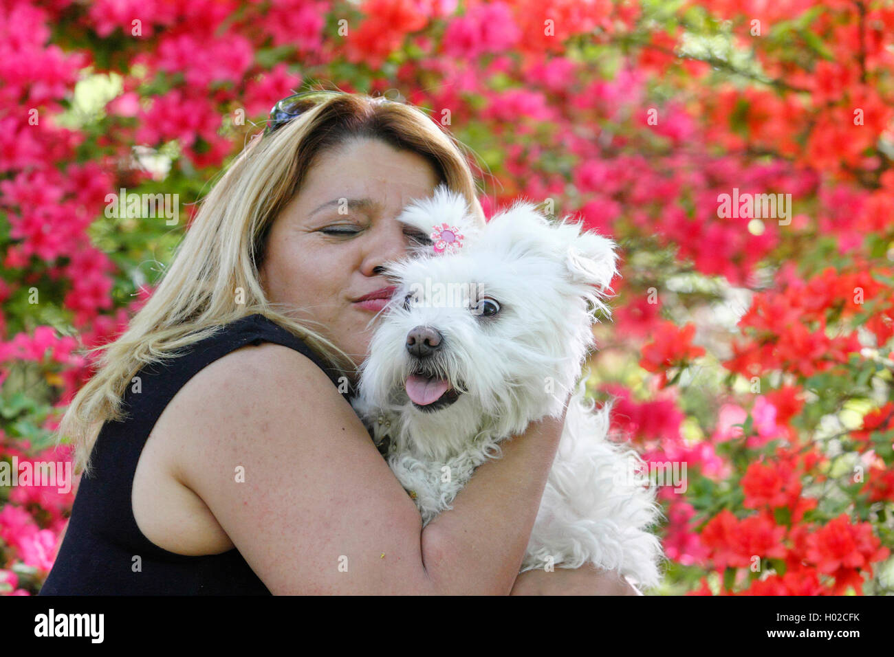 Les maltais (Canis lupus f. familiaris), blond, avec 7 ans maltais, Allemagne Banque D'Images