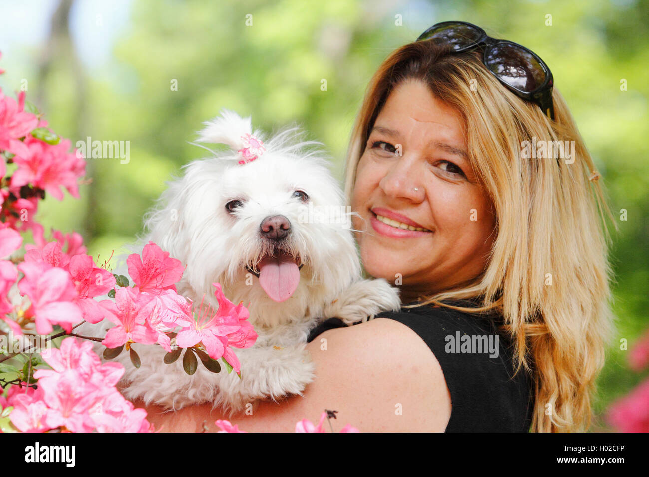 Les maltais (Canis lupus f. familiaris), blond, avec 7 ans maltais, Allemagne Banque D'Images