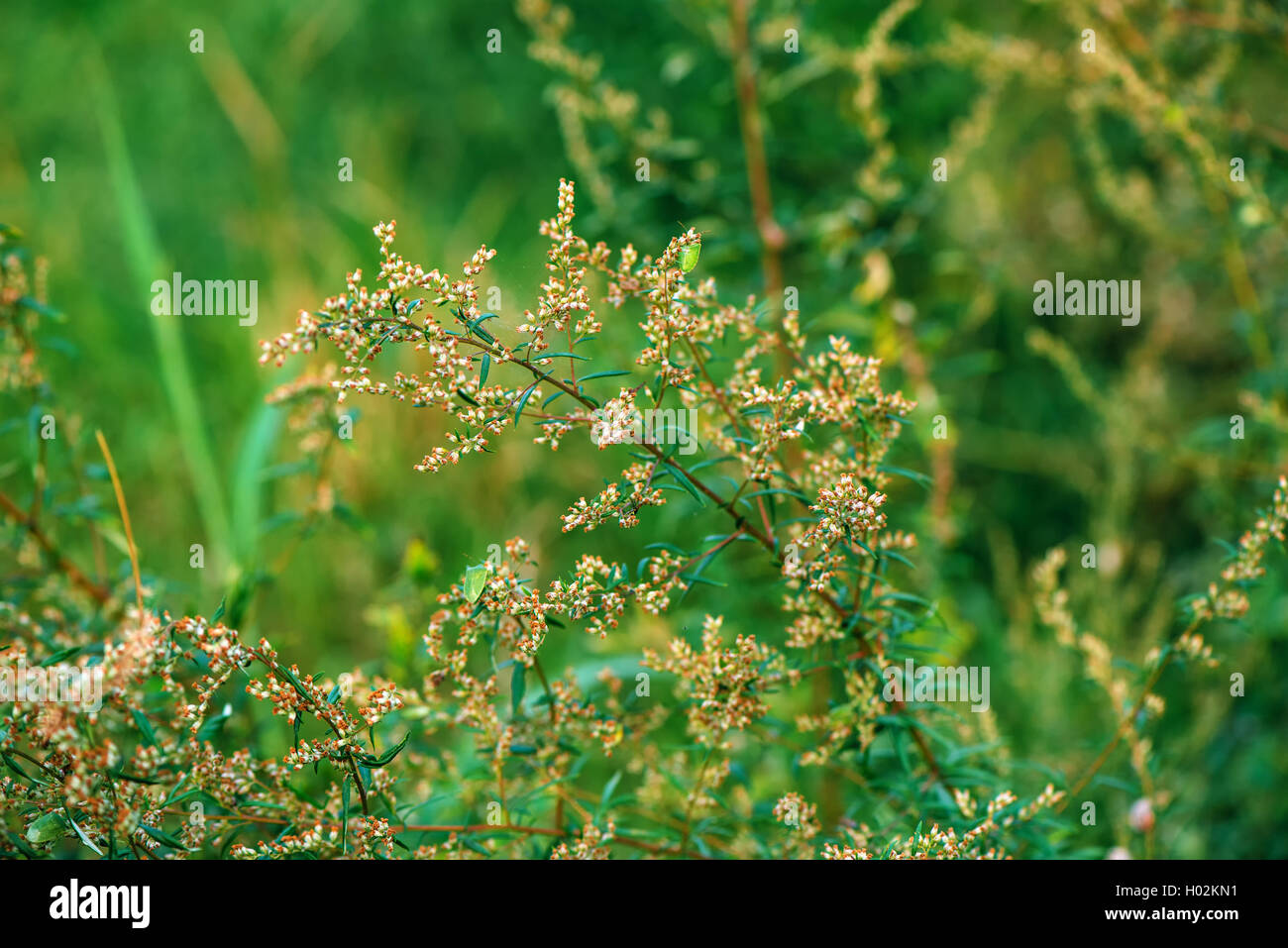 L'herbe à poux Ambrosia ou plante, son pollen est connue pour causer des réactions allergiques chez les humains, selective focus Banque D'Images