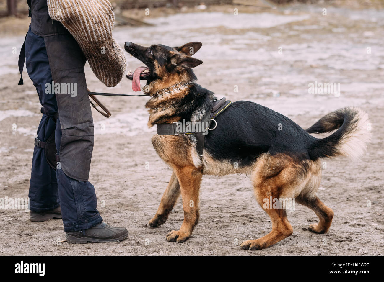 Formation de chien de berger allemand. Chien de mordre. Chien Loup d'Alsace. Deutscher, chien Banque D'Images