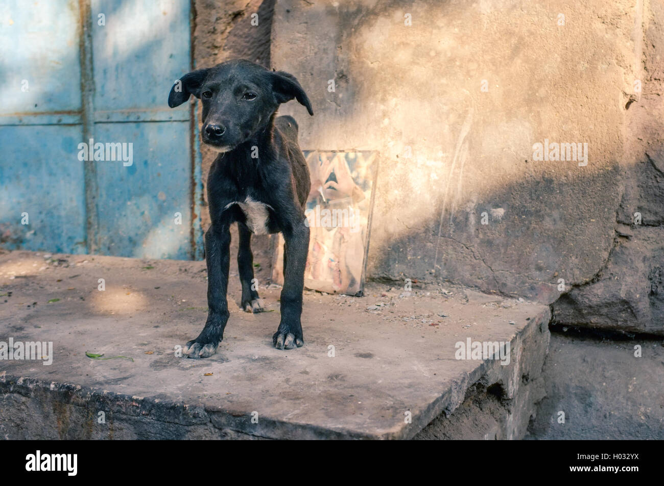 Skinny Puppy sur rue avec photo de sainte personne en arrière-plan. Les rues de l'Inde sont plein de chiens errants tous les âges. Banque D'Images