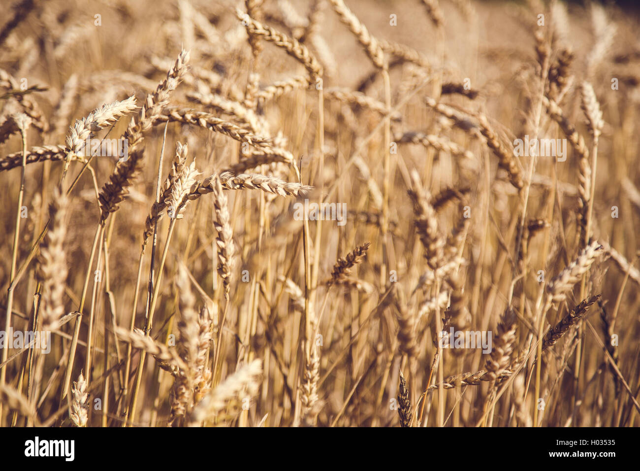 Du blé dans le vent Banque D'Images