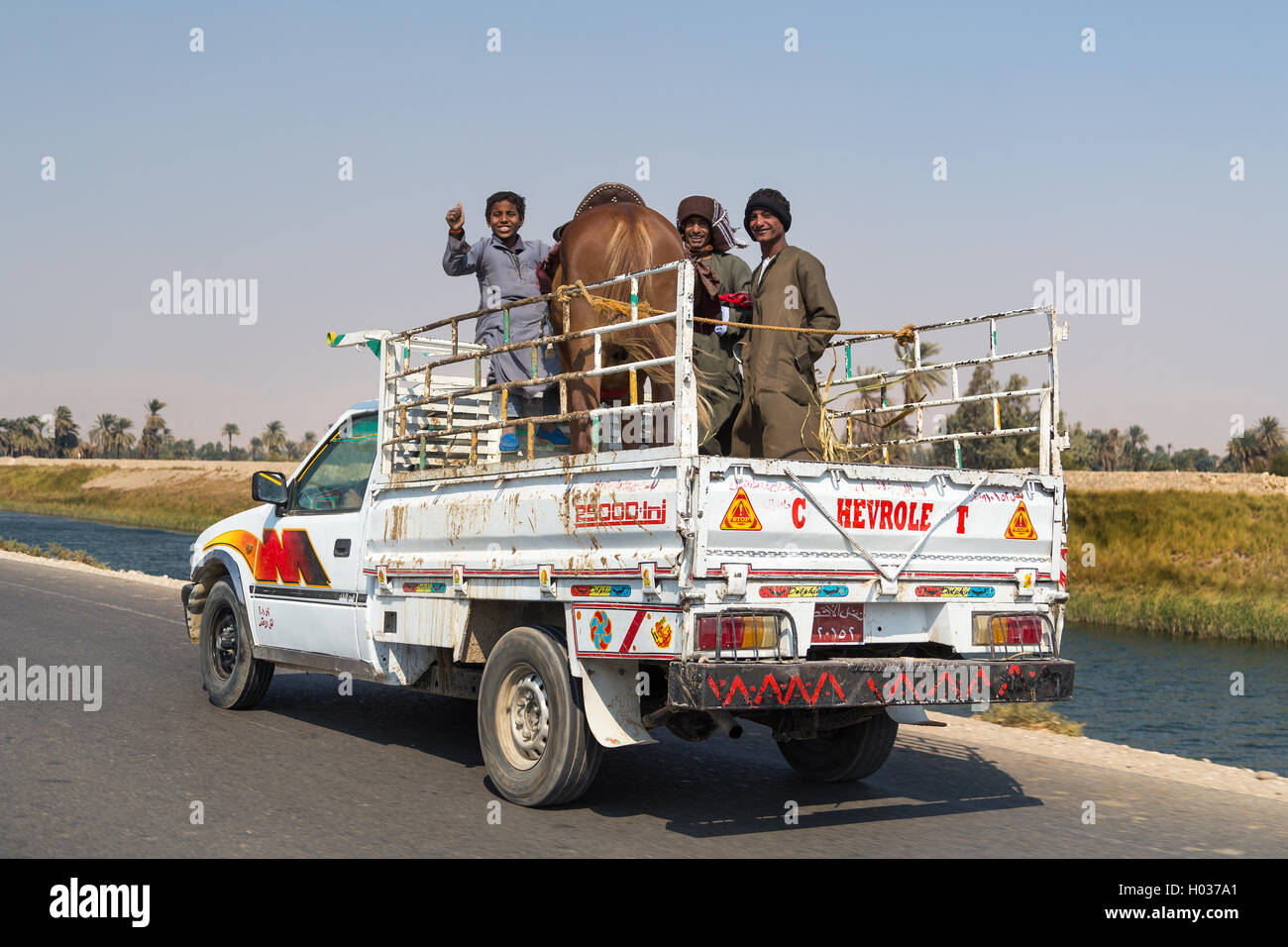 Louxor, Egypte - 10 février 2016 : transport de chevaux à l'arrière d'un camion. Banque D'Images