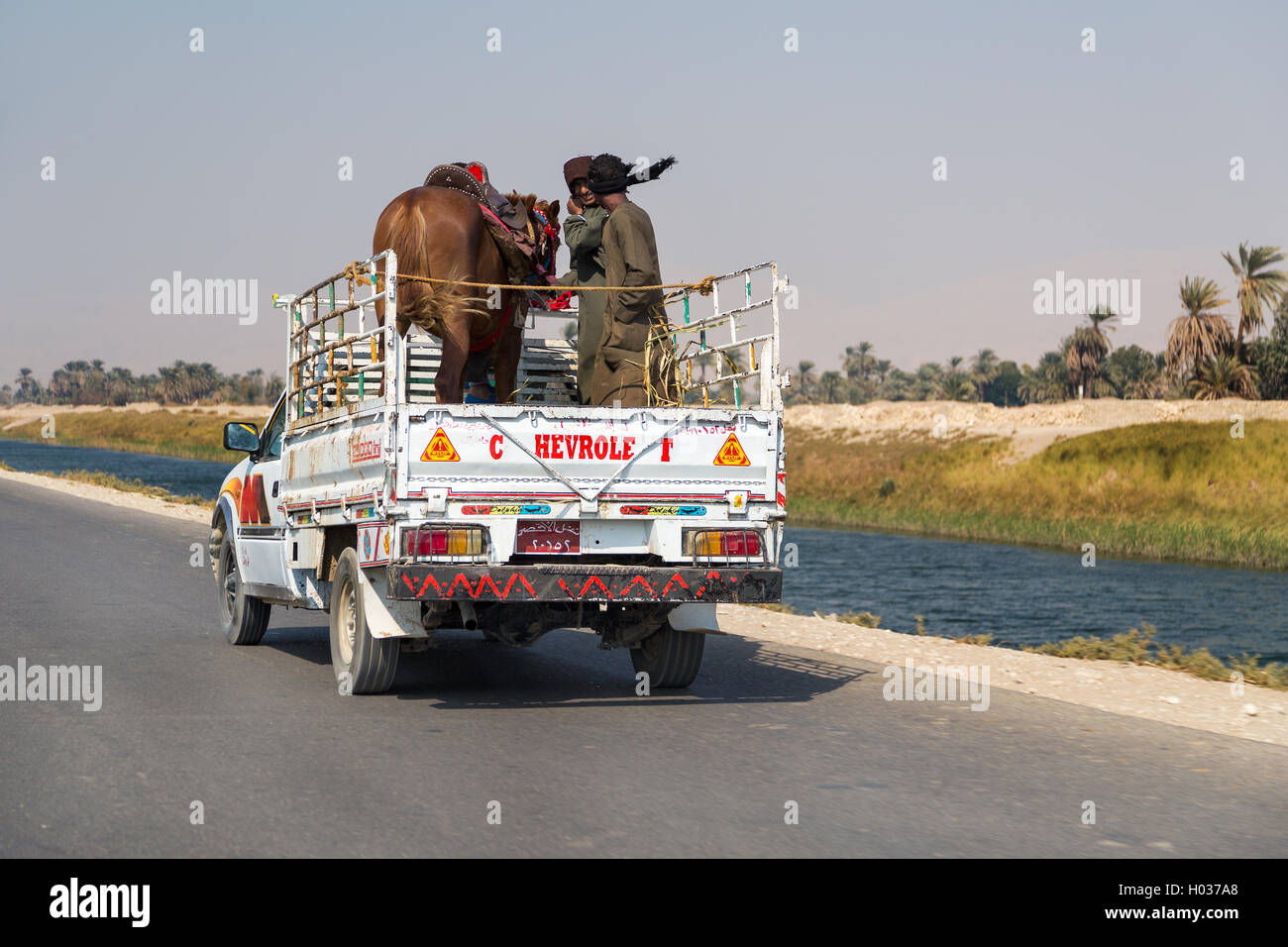 Louxor, Egypte - 10 février 2016 : transport de chevaux à l'arrière d'un camion. Banque D'Images