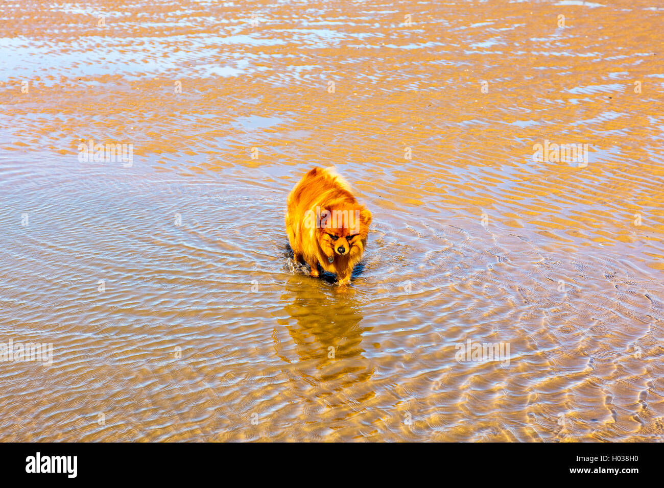 Couleur jaune petit chien jouant sur une plage. Banque D'Images
