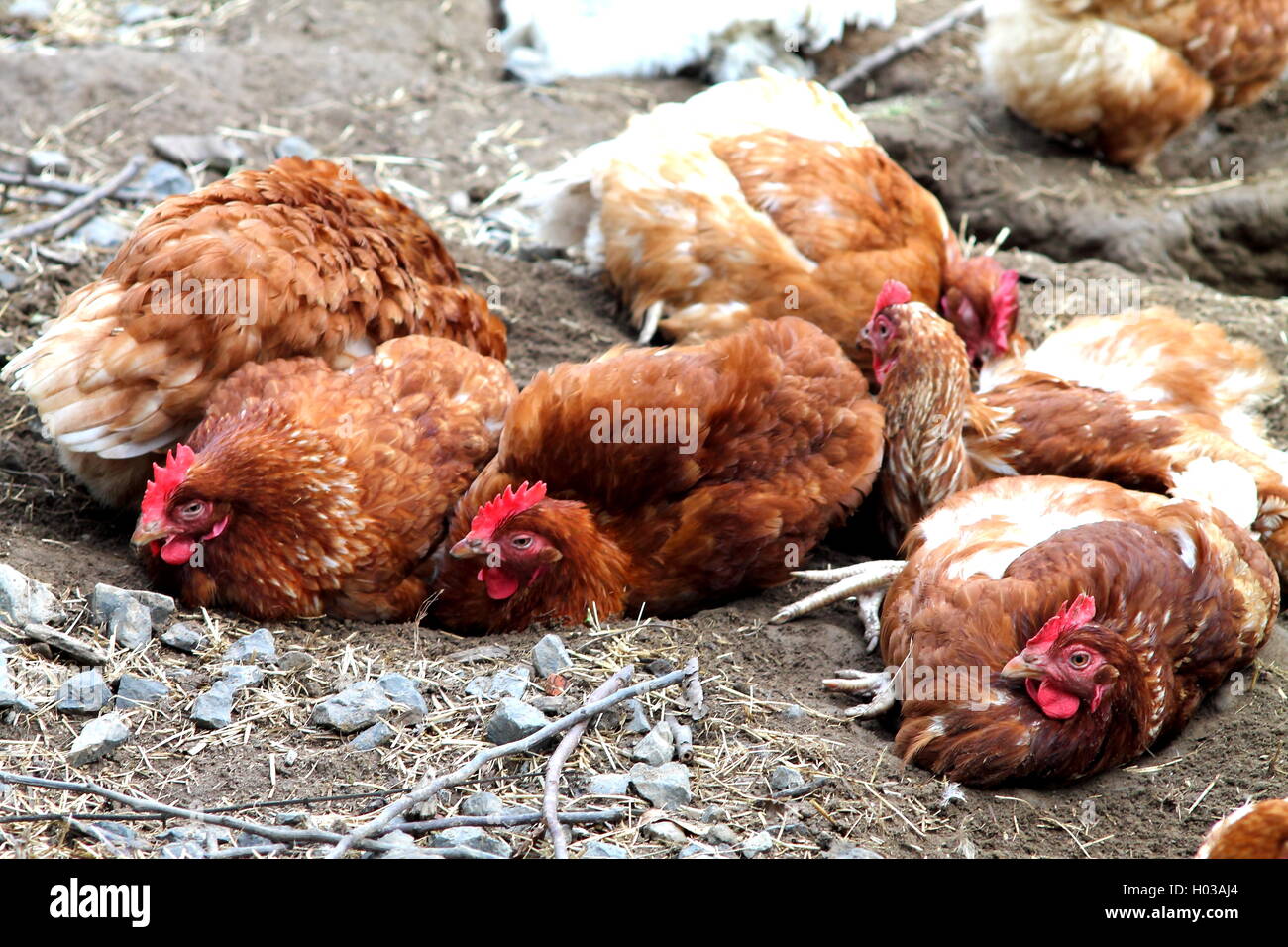Faire revenir le poulet de peu d'élevage de poulets. Banque D'Images Faire revenir le poulet de peu d'élevage de poulets. Banque D'Images