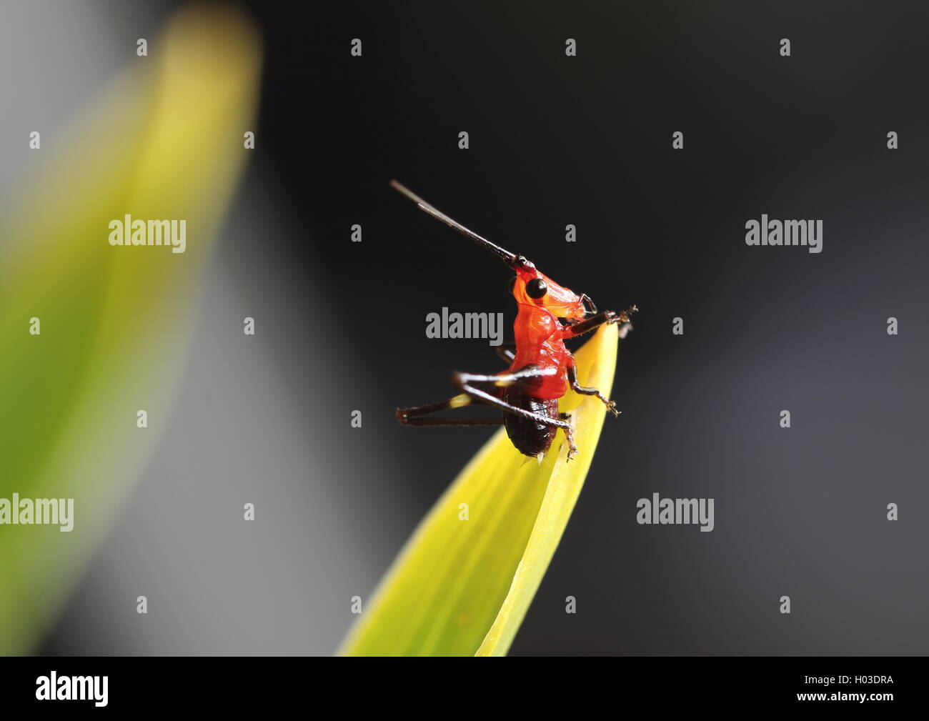 Sauterelle rouge et noir perché sur une feuille. Banque D'Images
