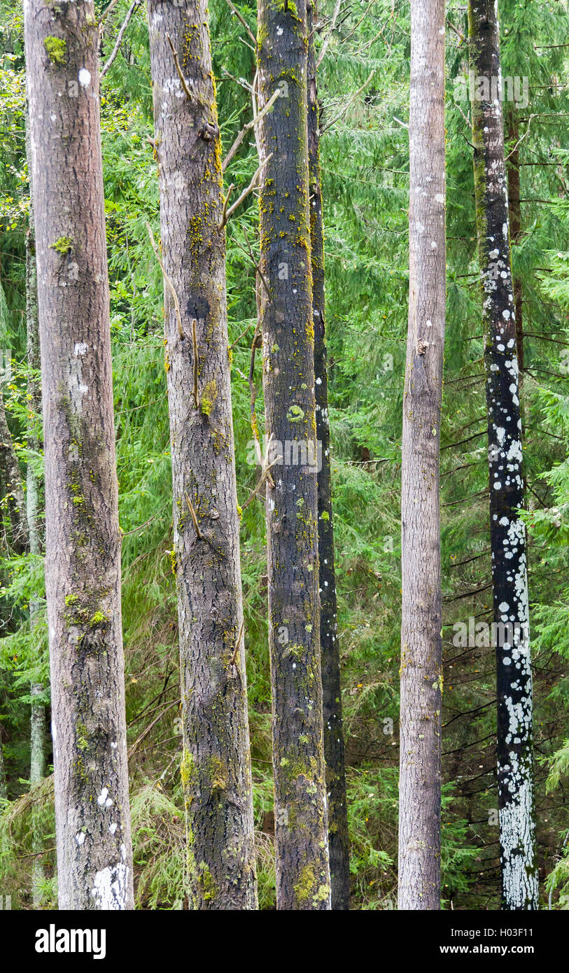 De nombreux grands arbres slim en forêt verte Banque D'Images