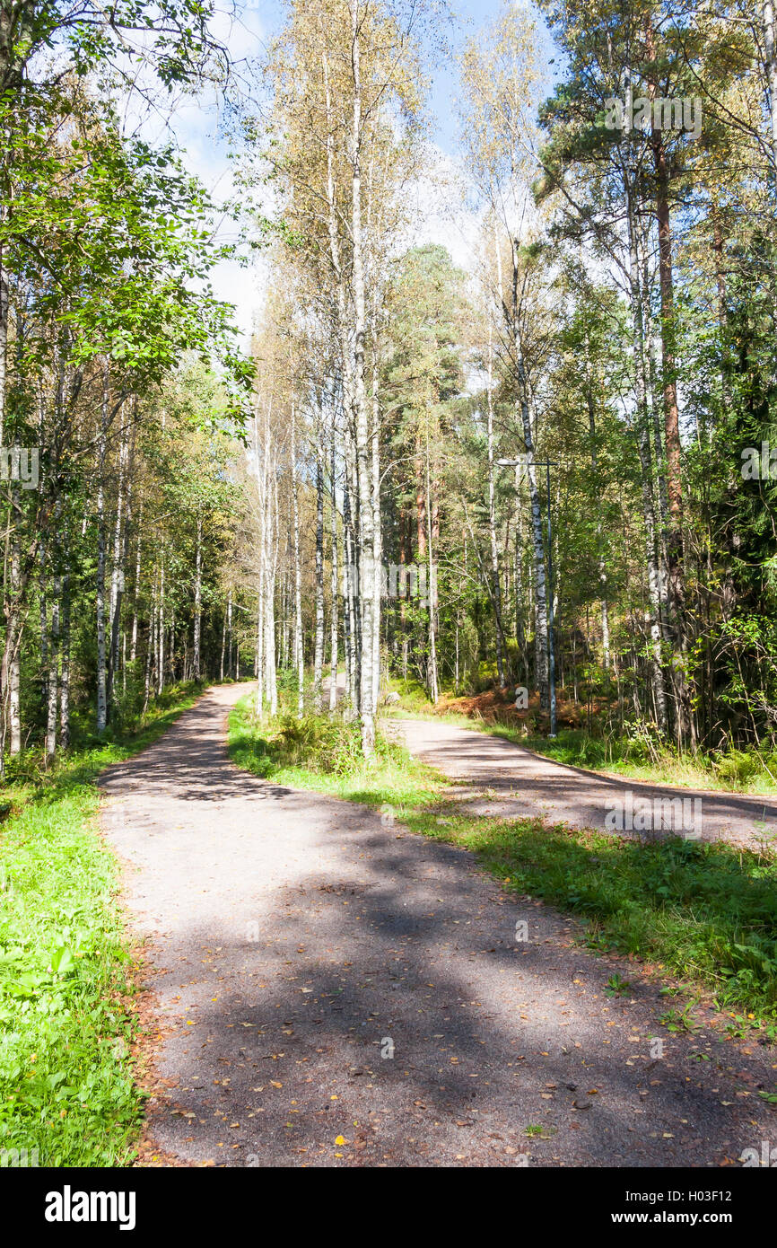 Sentier pédestre en forêt d'été vert Banque D'Images