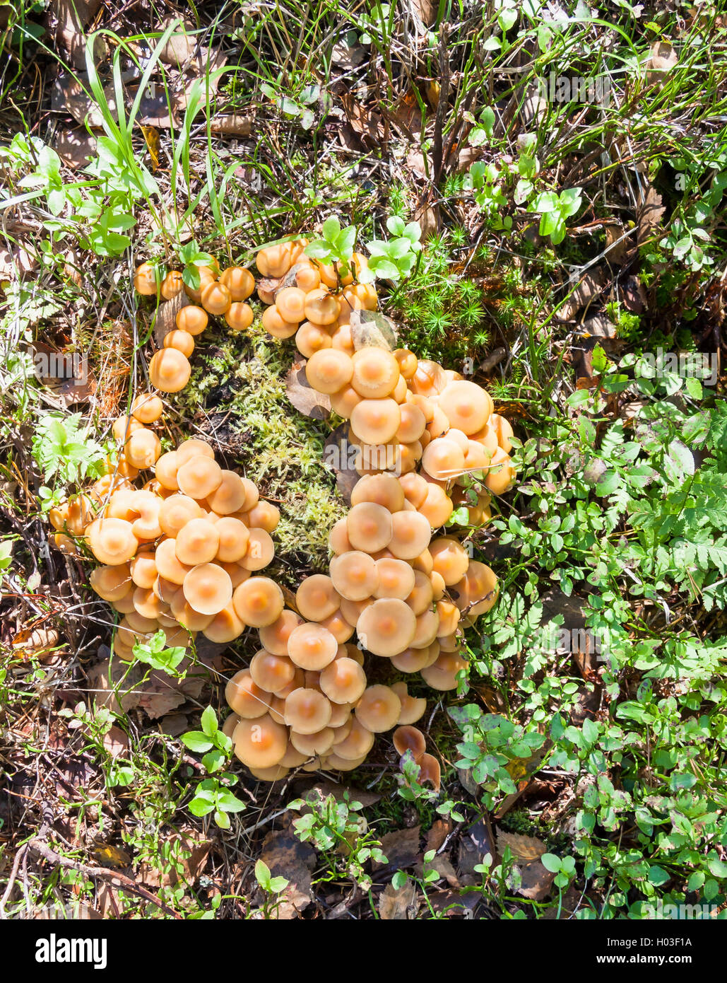 Beaucoup de brun clair ou orange les champignons poussent dans un bundle Banque D'Images