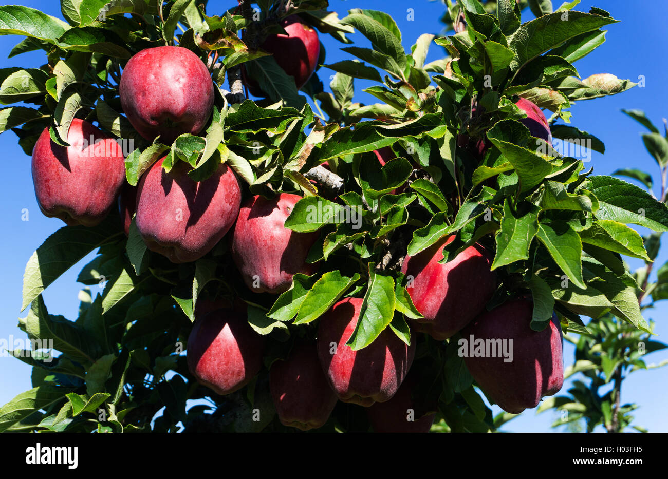 La pomme Red Delicious Kelowna BC Banque D'Images