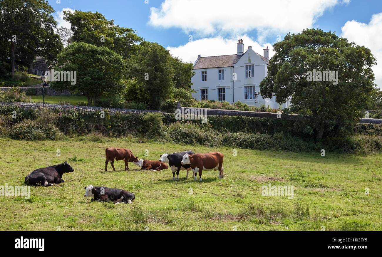 Les vaches à St David's, Pembrokeshire, Pays de Galles, Grande-Bretagne Banque D'Images