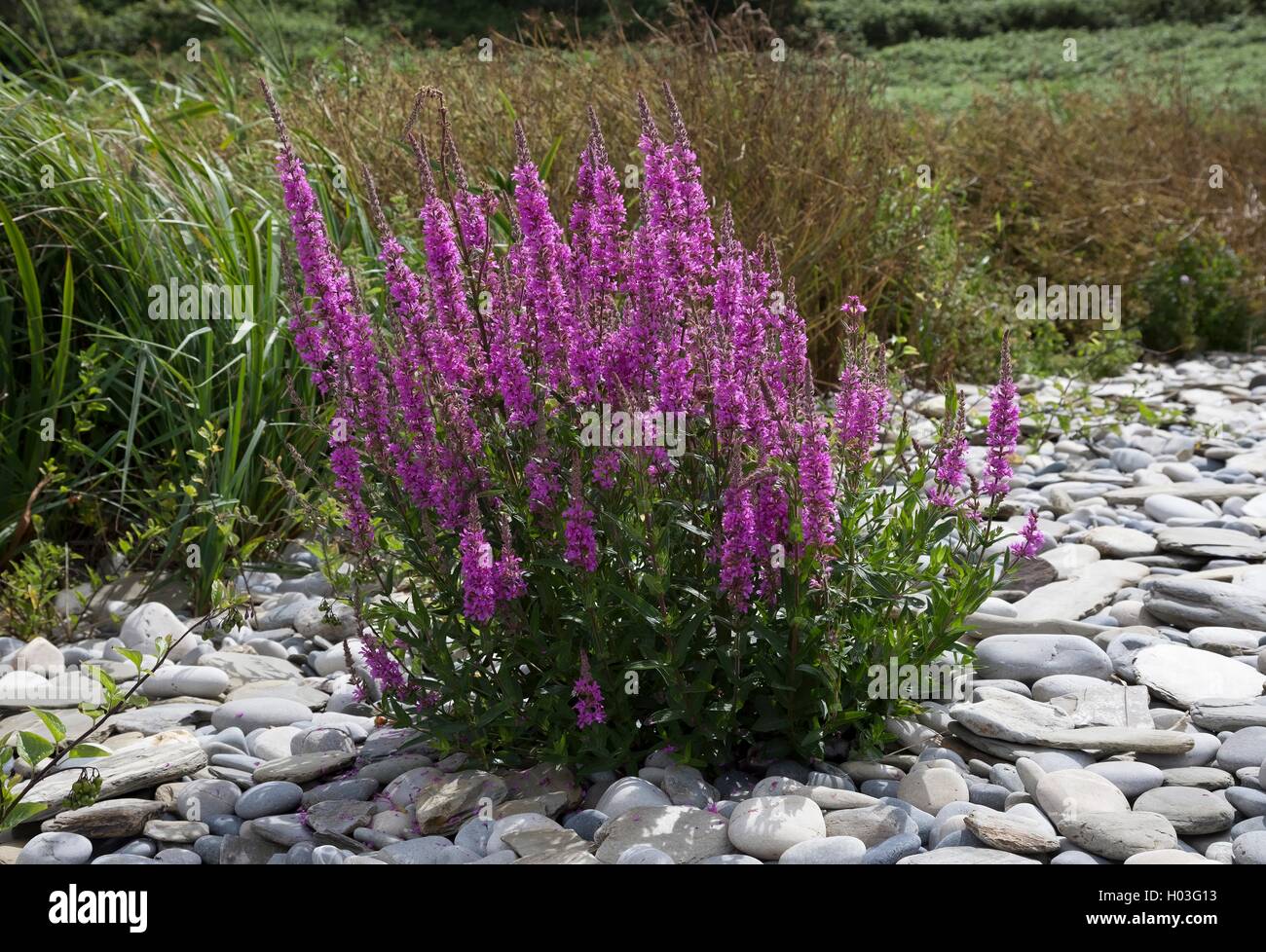 La Salicaire (Lythrum salicaria) Banque D'Images