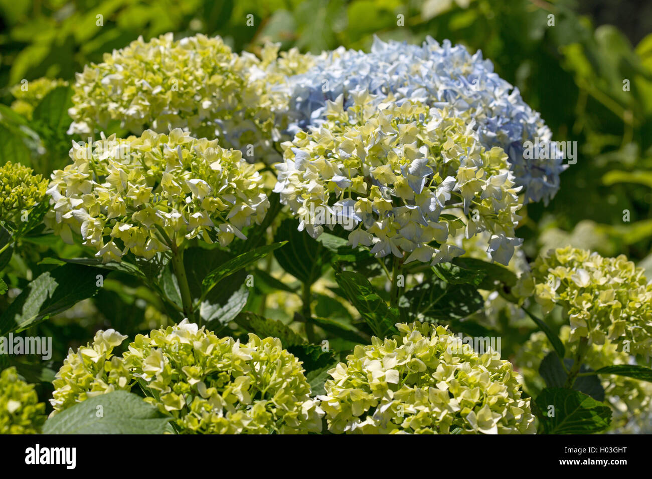 L'Hydrangea ou hortensia dans un jardin extérieur Banque D'Images