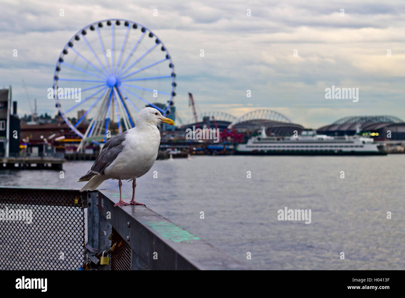 Les oiseaux autour de Pier 57 de Seattle's Elliott Bay avec la Grande Roue à l'arrière-plan Banque D'Images