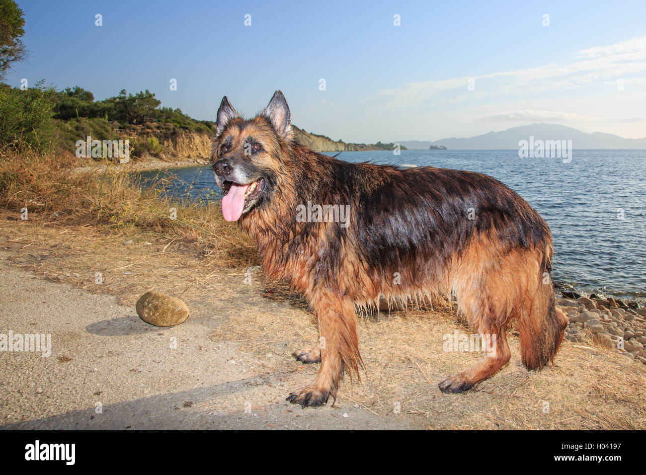 Race de chien berger allemand sur la nature Banque D'Images