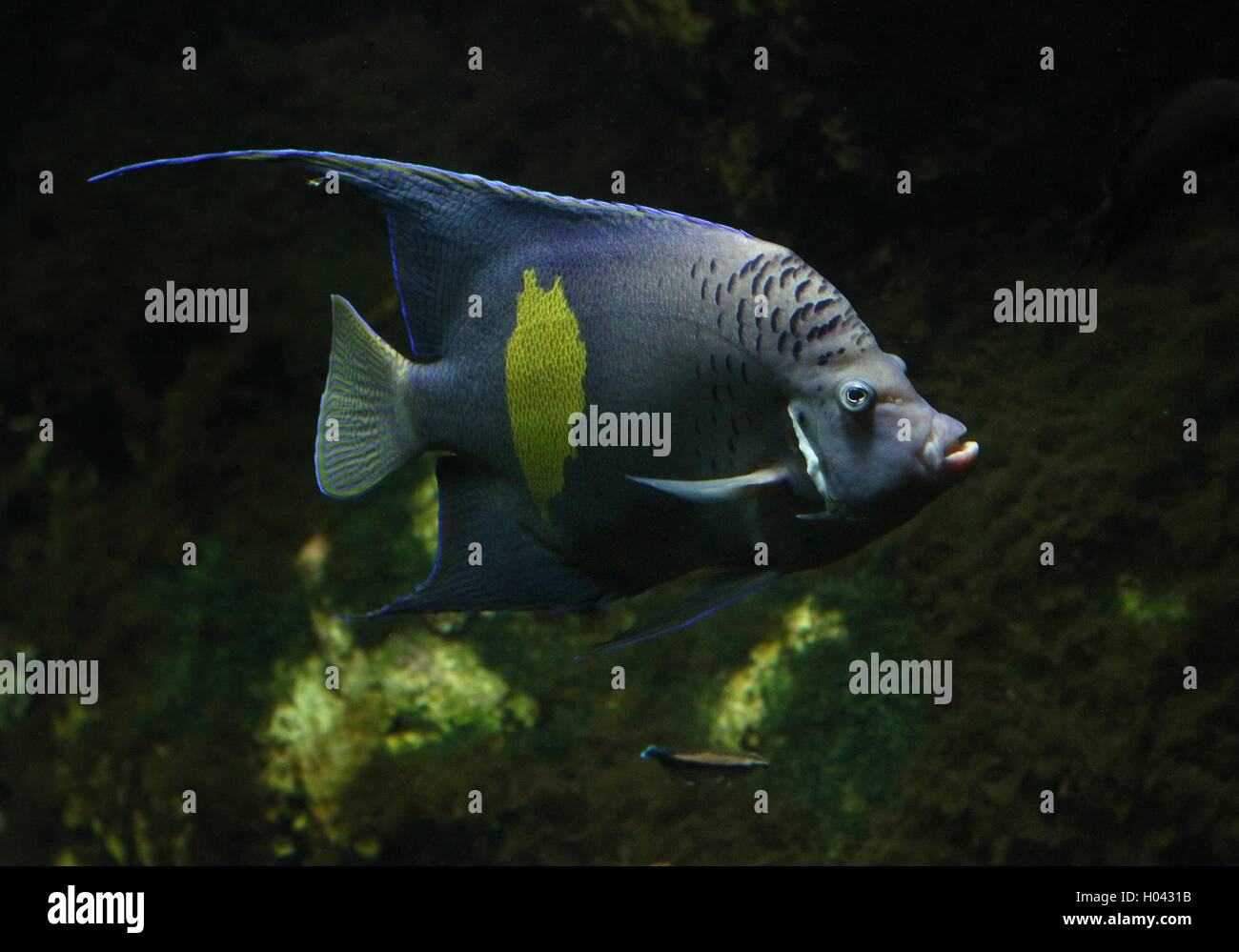 Angelfish Pomacanthus maculosus (demi-lune), également Yellowband poissons-anges, originaire de la région du golfe Persique et de l'Océan Indien Banque D'Images