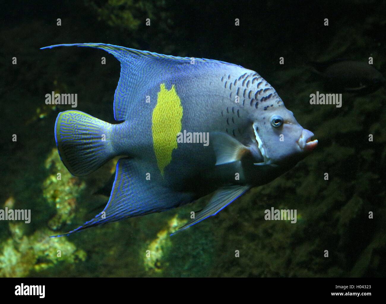 Angelfish Pomacanthus maculosus (demi-lune), également Yellowband poissons-anges, originaire de la région du golfe Persique et de l'Océan Indien Banque D'Images