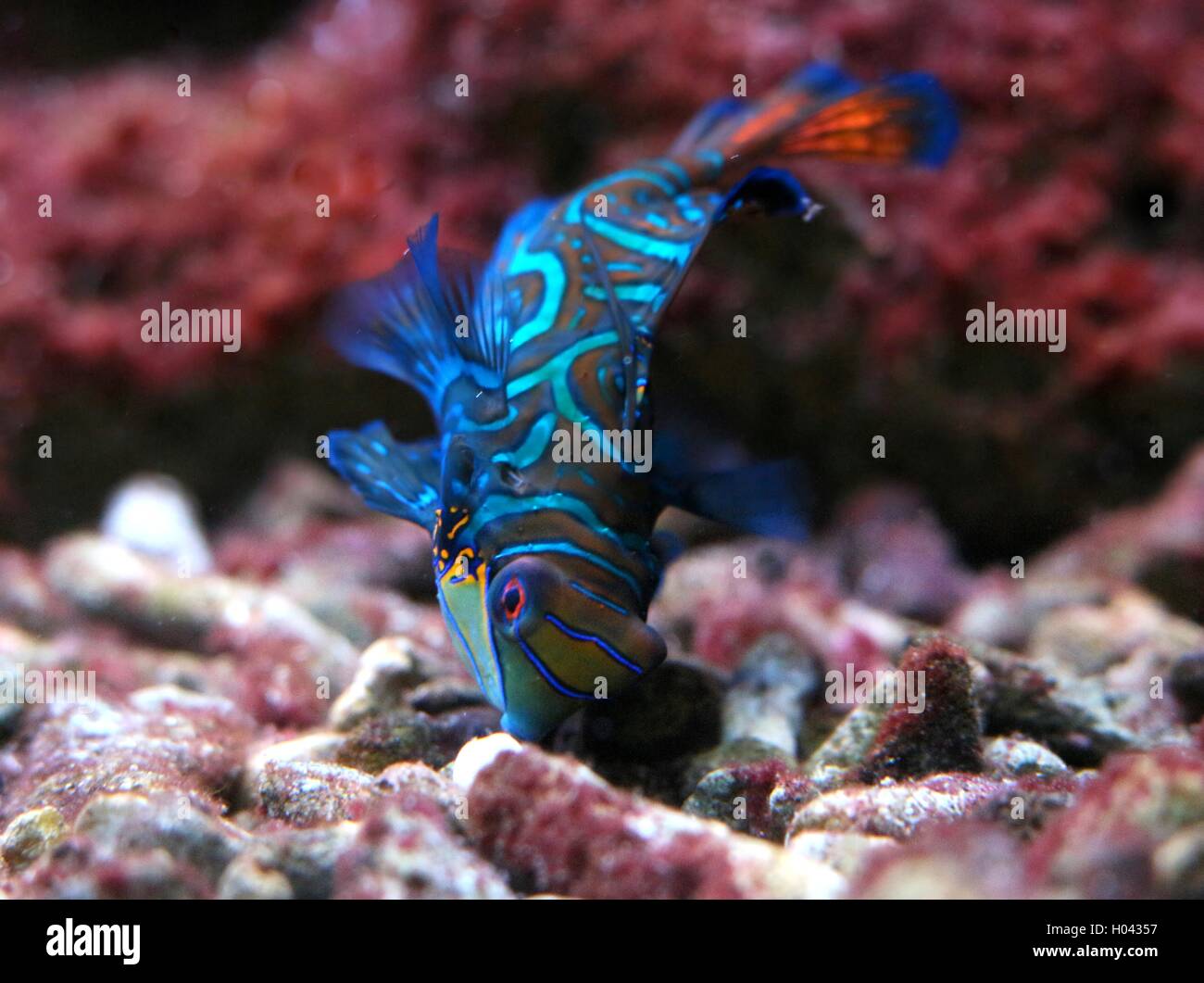 Mandarinfish ou mandarin dragonet (Synchiropus splendidus), originaire de l'océan Pacifique tropical Banque D'Images