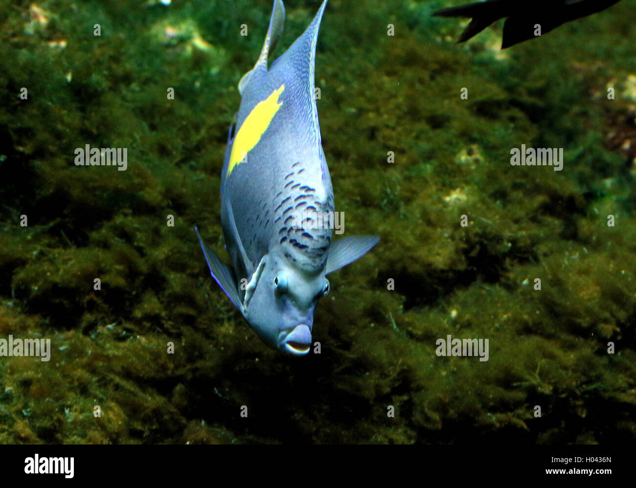 Angelfish Pomacanthus maculosus (demi-lune), également Yellowband poissons-anges, originaire de la région du golfe Persique et de l'Océan Indien Banque D'Images