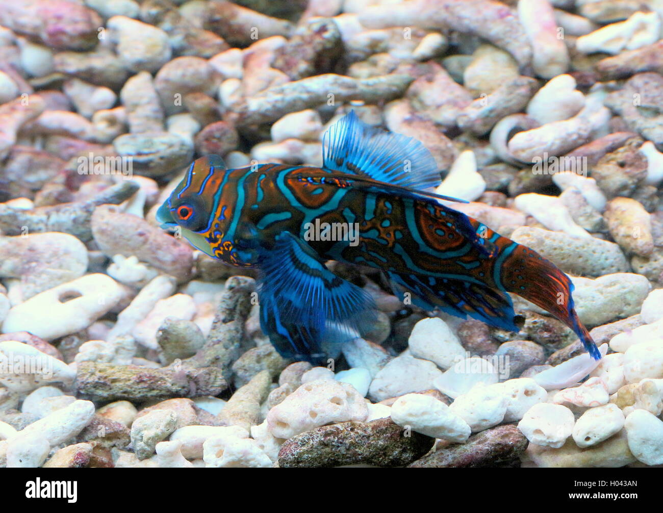 Mandarinfish ou mandarin dragonet (Synchiropus splendidus), originaire de l'océan Pacifique tropical Banque D'Images