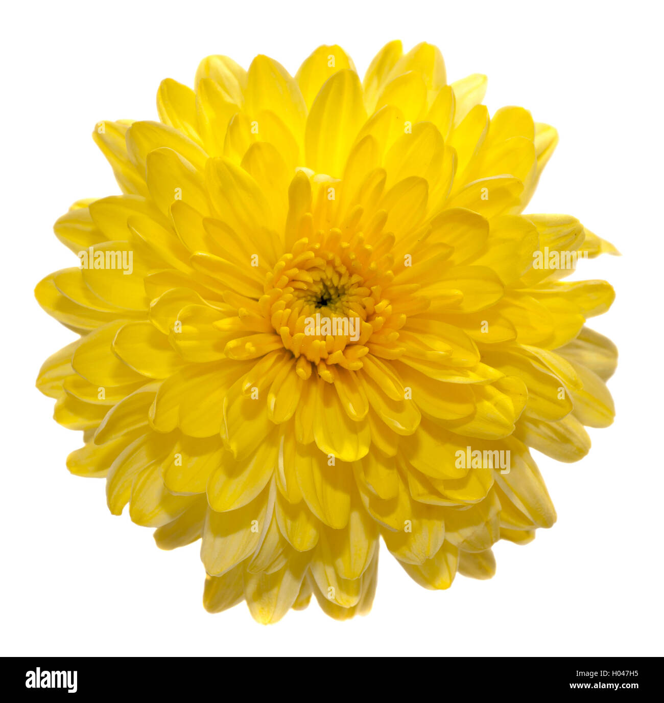 Une fleur de chrysanthème jaune Photo Stock - Alamy
