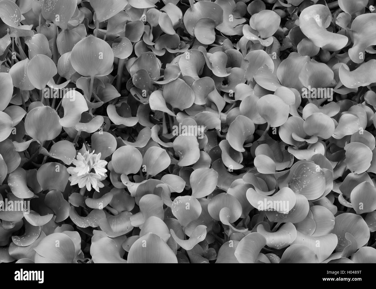 Petit nénuphar entre les feuilles en Floride. Banque D'Images