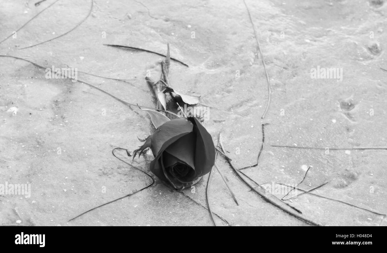 Seule rose échouée sur la plage avec l'herbe de la mer en Floride. Banque D'Images