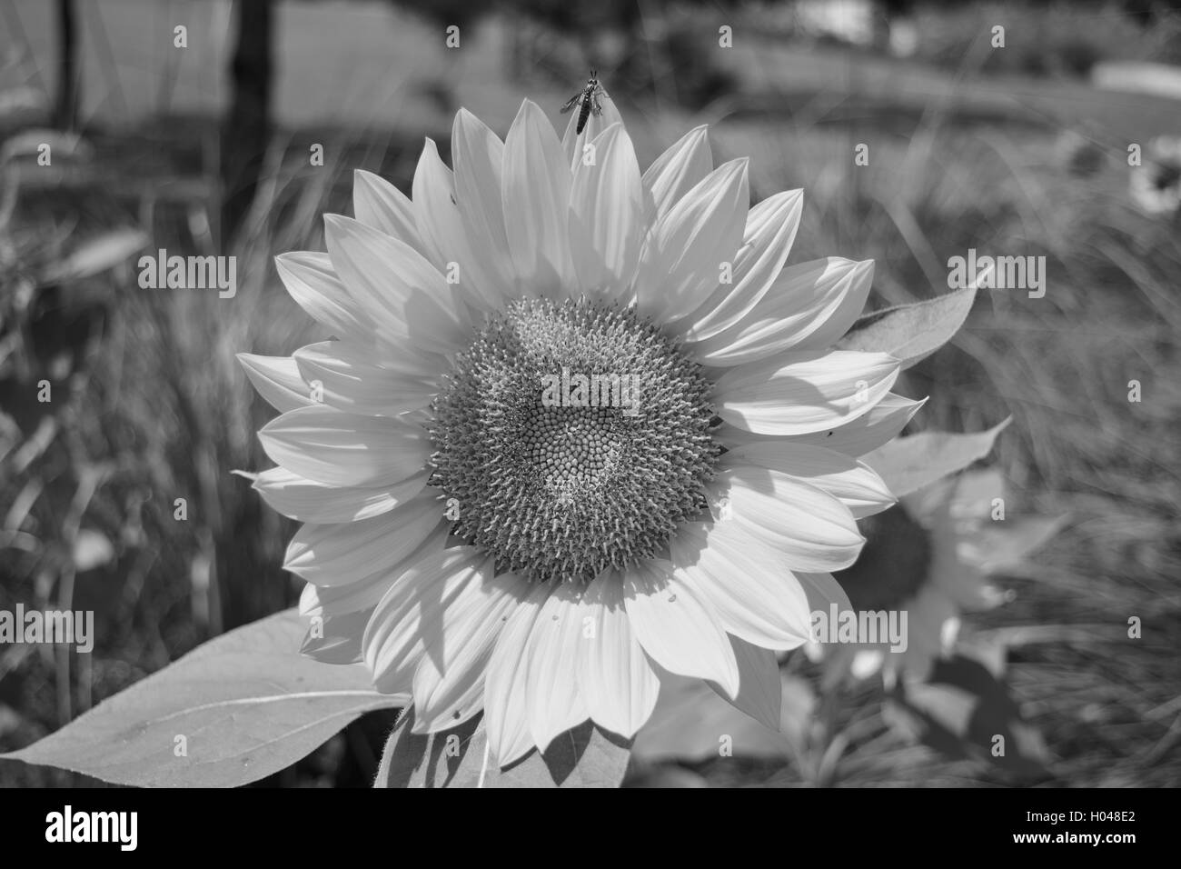 Wasp sur un Tournesol jaune vif dans un jardin Jardins De La Tour Bok au National Historic Landmark dans le lac Baleines, Floride, États-Unis. Banque D'Images