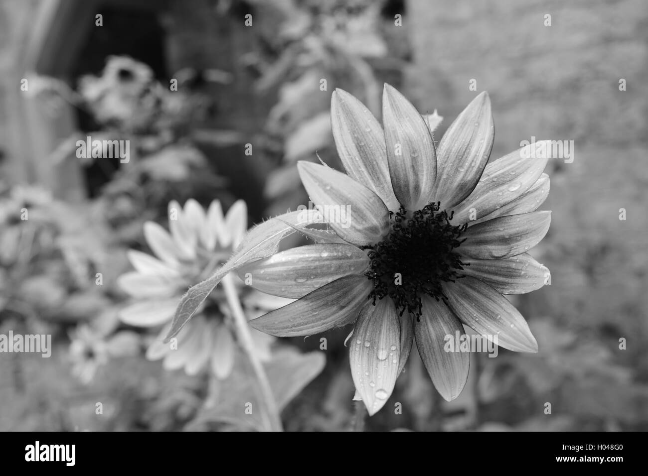 Belle daisy a fleuri avec gouttes dans un jardin Jardins De La Tour Bok au National Historic Landmark dans le lac Baleines, Floride, États-Unis. Banque D'Images