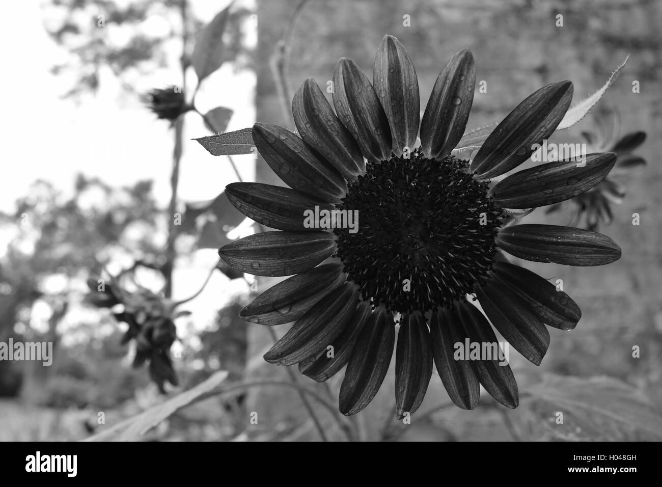 Belle daisy a fleuri avec gouttes dans un jardin Jardins De La Tour Bok au National Historic Landmark dans le lac Baleines, Floride, États-Unis. Banque D'Images