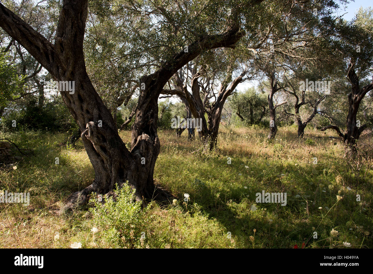Fleurs sauvages en oliviers sur l'île de Paxos, îles Ioniennes, îles grecques, Grèce, Europe Banque D'Images