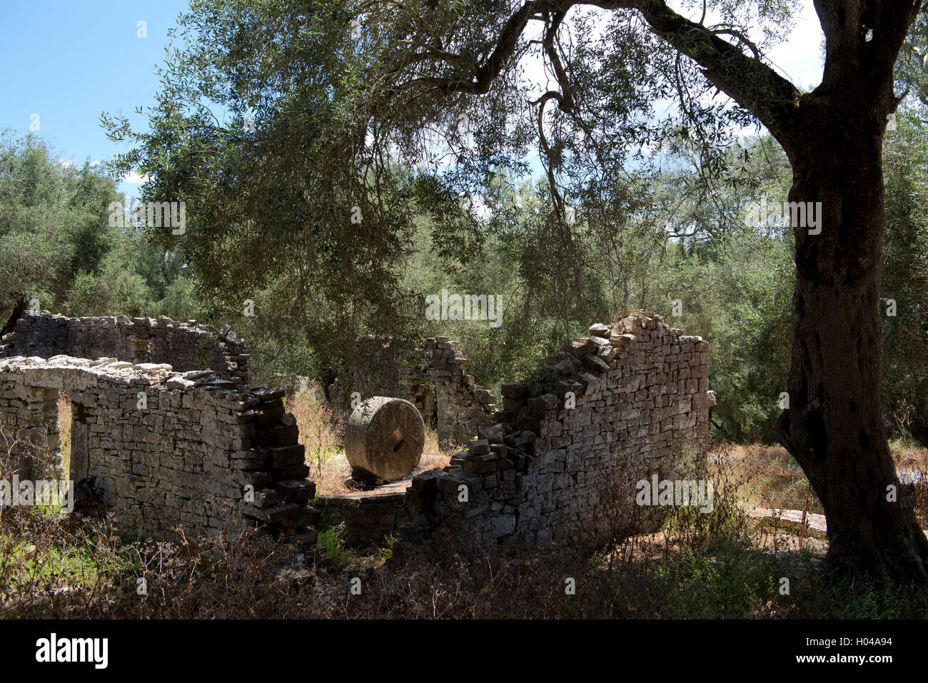Les ruines d'une ancienne presse à olives dans une oliveraie à Fontana sur l'île de Paxos, les îles Ioniennes, Grèce, Europe Banque D'Images