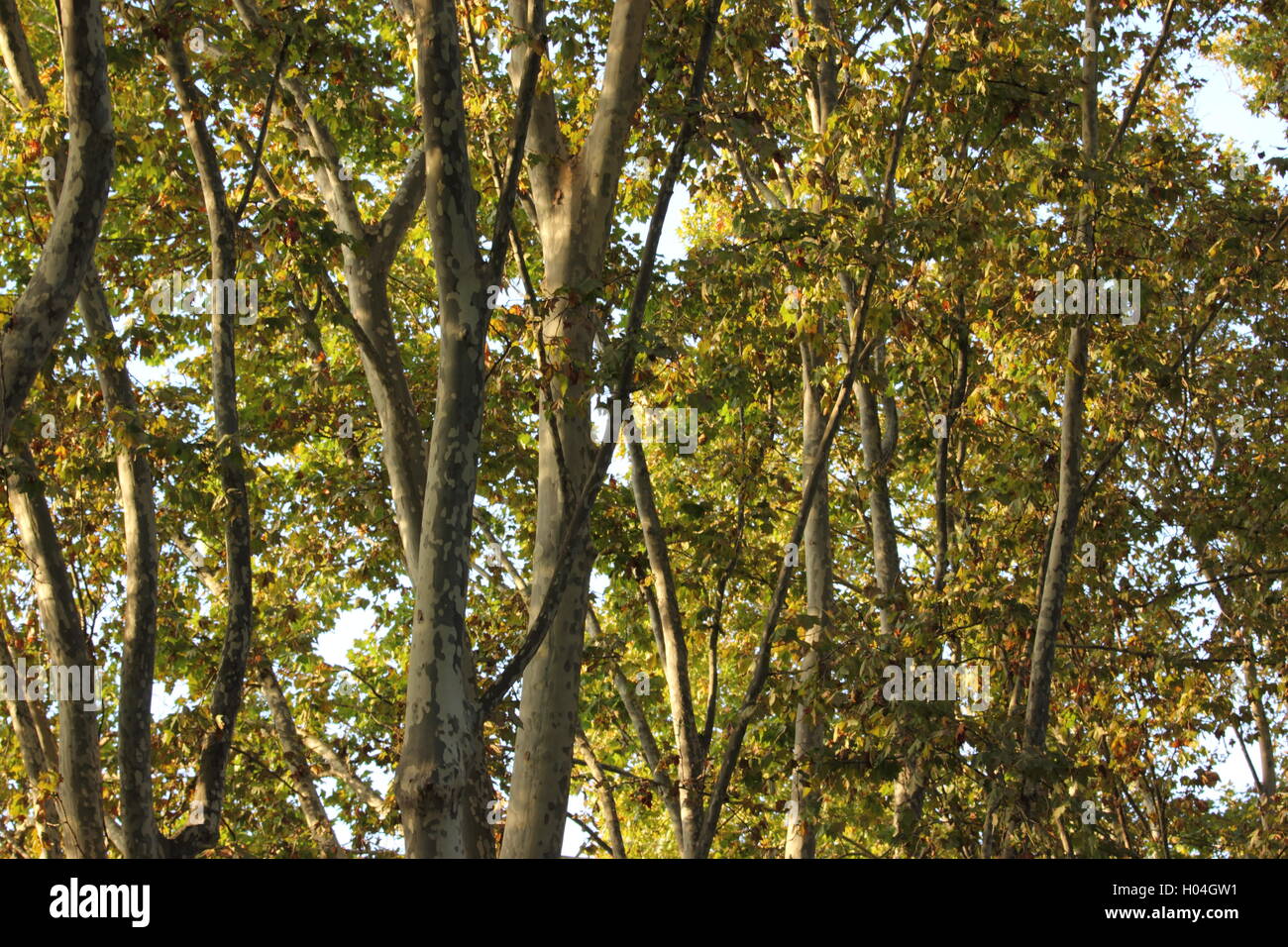 Une belle photo de l'arbre en été, détail Banque D'Images