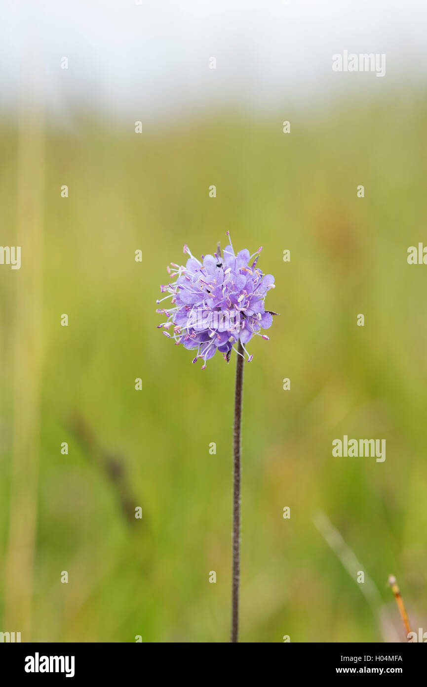 Succisa pratensis. Devil's bit scabious dans la campagne écossaise. L'Ecosse Banque D'Images