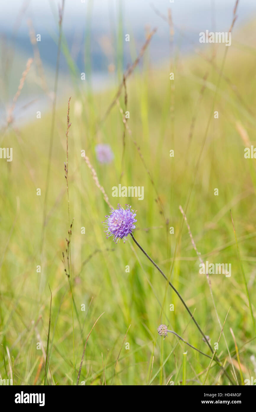 Succisa pratensis. Devil's bit scabious dans la campagne écossaise. L'Ecosse Banque D'Images