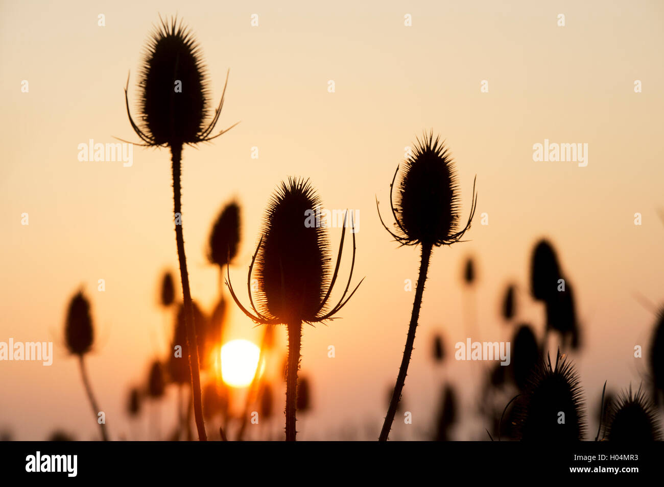 Silhouette de cardère plantes dans la campagne anglaise en face de la lever tôt le matin Banque D'Images