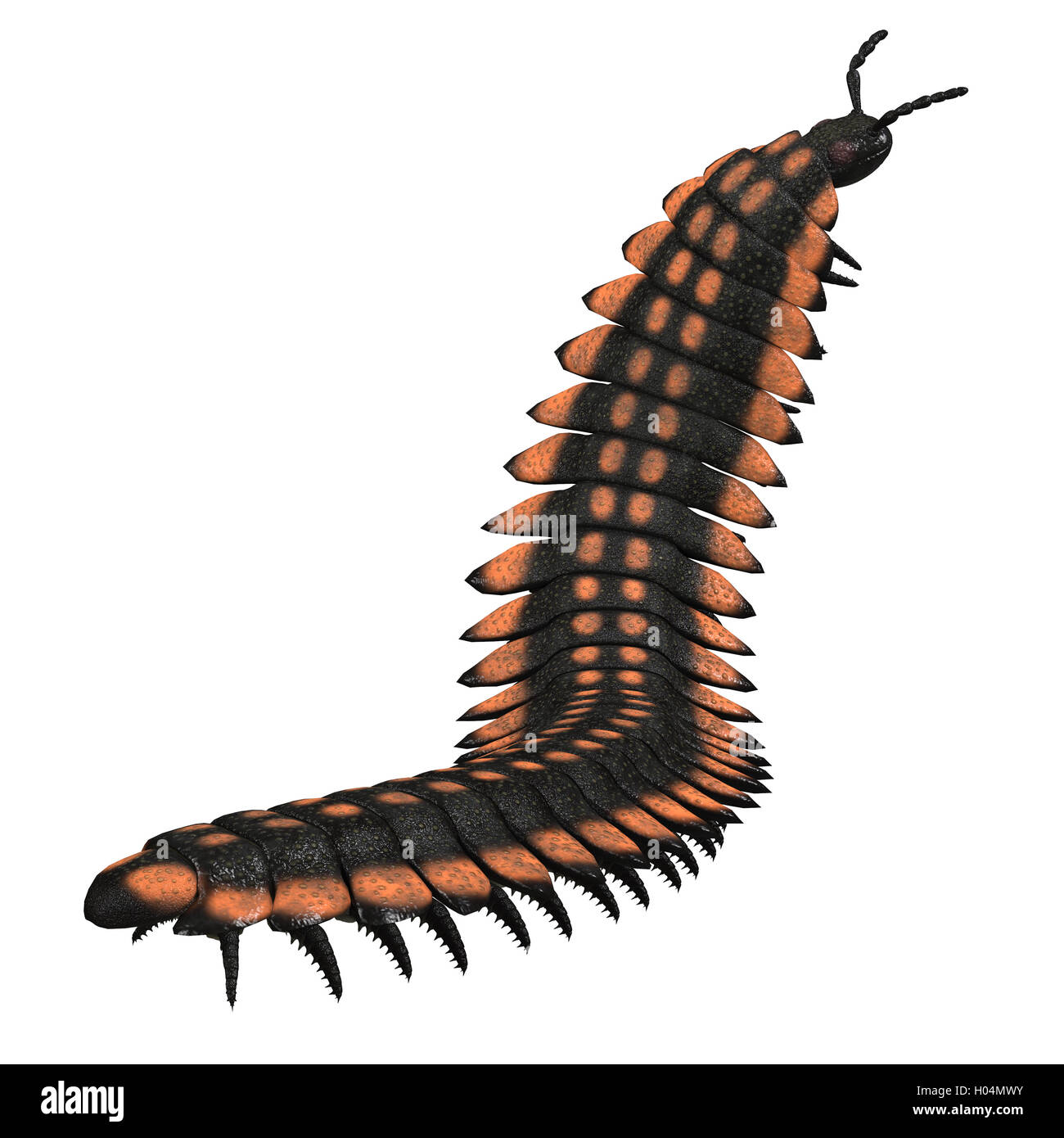 Arthropleura était un géant d'invertébrés insectes qui vivent en Amérique du Nord et en Écosse pendant la période carbonifère. Banque D'Images