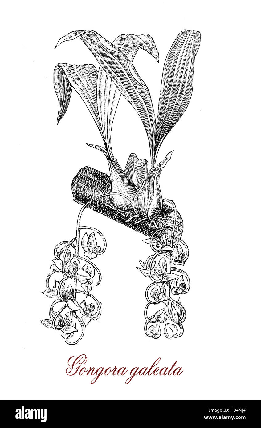 Gongora galeata est une espèce d'orchidée est originaire du Mexique avec antenne blanche racines denses et pendolous les inflorescences de nombreuses fleurs odorantes Banque D'Images
